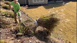 Best way to cut pampas grass  NO MESS [upl. by Alyam]