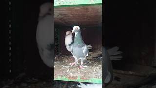 video pigeon bird youtubeshorts kabootar [upl. by Yahsat848]