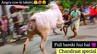 Most dangerous cow unloading video destroyed everyone 2024 angrycowvideo angrycow shorts trend [upl. by Rellim673]