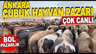 Ankara Çubuk Canlı Hayvan Pazarı Fiyatları 18 Ekim 2024 [upl. by Ahsoj203]