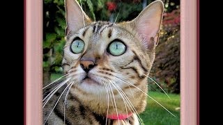 Bengal Cat Voice Sound [upl. by Latreece244]