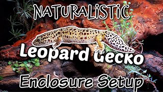 Naturalistic Bioactive Leopard Gecko Enclosure Setup [upl. by Rattray]