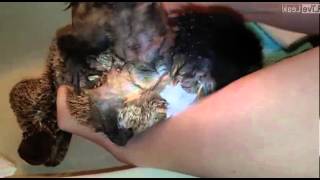 Baby monkeys first bath is adorable [upl. by Niffirg]