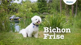 Bichon Frise Breed Information Temperament Lifespan amp more  Petplan [upl. by Mateya553]