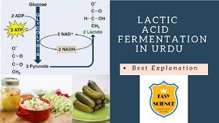 Lactic Acid Fermentation  Cellular Respiration  Biology  In UrduHindi [upl. by Schaeffer]