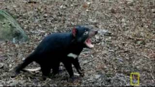 Bite of the Tasmanian Devil  National Geographic [upl. by Oicaroh]