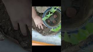 Grow curry leaves plantMurraya Koenigiiflavour plantoutdoorplantdiy with potmini garden [upl. by Massingill153]