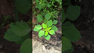 Identify the plant ത്വക്ക് രോഗങ്ങൾക്ക് ഉത്തമം [upl. by Yorgo]