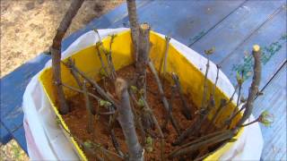 checking Lilac cuttings after four weeks [upl. by Dickenson]