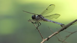 Great Blue Skimmer dragonflies fly and perch around a small pond [upl. by Kirstyn]