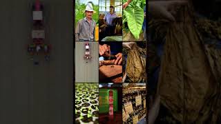 CLE Cigars and the people who make them Jamastran Honduras EIROA Asylum [upl. by Marden]