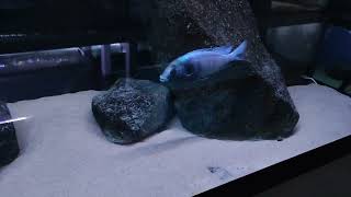 Placidochromis sp quotphenochilus gisselquot [upl. by Eellek]