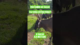 Tratando as 6 vacas de leite em 05 hectare com silagem de cana e aditivo de ureia pastejo shorts [upl. by Niarfe957]