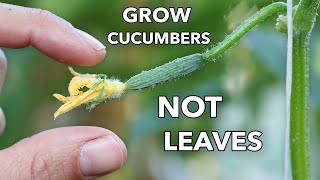 My Clever Ways to MANIPULATE Cucumbers to Produce Early Often and Nonstop [upl. by Oryaj205]