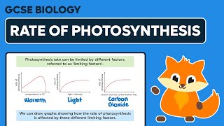 Rate of Photosynthesis Graphs  GCSE Biology [upl. by Roddy107]