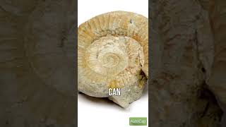 What are fossils fossil funfacts geology earthscience education shorts [upl. by Sanfourd745]