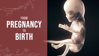 Pregnancy  How a Wonder is Born Animation [upl. by Ahtelra770]