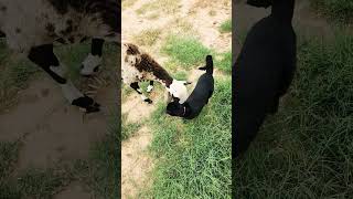 Closing in the sheep run painteddesertsheep barncats livestockguardiandogs [upl. by Eimac]