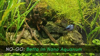 Kampffisch im Nano Aquarium NOGO Reaction auf Detlef Römisch quotDer Kampffisch und seine Garnelenquot [upl. by Chui]