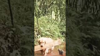 The Golden Retriever Built a Bridge with the Wooden Plank to Help the Cat Across [upl. by Oivlis]