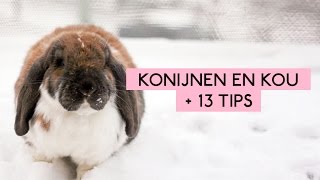 Konijnen in de winter en kou  13 tips  De konijnenknuffelaar [upl. by Llecrad]