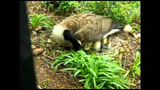 Rare glimpse of watching a gosling baby goose hatch [upl. by Ahsinnek]