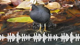 Dusky Moorhen call  Australian Bird Sounds amp Songs [upl. by Orin]