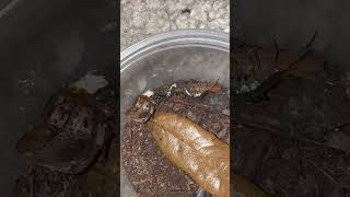 Scolopendra cingulata ‘Agria’ Pling Eating [upl. by Aiynot]