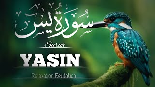 Surah Yaseen SurahYaseen mostbeautifulVoice YaseenSharif [upl. by Paske192]