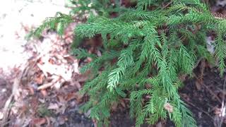 Cryptomeria japonica Spiralis kryptomerie japonská [upl. by Corry]