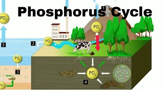 Phosphorus Cycle [upl. by Ferwerda]