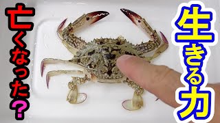 【祝】ワタリガニ（ガザミ）が亡くなったと思ったら生きる力♪♪ カニ 脱皮 再生 crab kakra kekda কাঁকড়া cua краб ปู alimango Kepiting [upl. by Britta690]