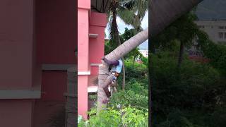 Tree cutter Arul kaniyakumari top tree cutter [upl. by Rai522]