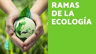 RAMAS de la ECOLOGÍA  ¿Qué ESTUDIA la ECOLOGÍA [upl. by Japeth164]