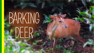 Barking Deer  Indian Muntjac Muntiacus muntjak  Facts and Details [upl. by Addam]