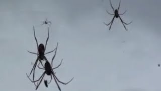 81 WILD SPIDERS IN MY HOUSE [upl. by Nahamas716]