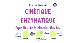 Cinétique enzymatique  Equation Michaelis Menten [upl. by Nortna]