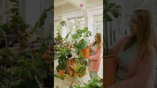 Myth Indoor plants attract pests shorts shortvideo funny plants viralshorts viral explore [upl. by Alehs577]