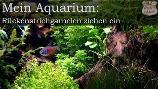 Rückenstrichgarnelen ziehen ein  Neocaridina davidi  Mein Aquarium 15 [upl. by Slrahc4]