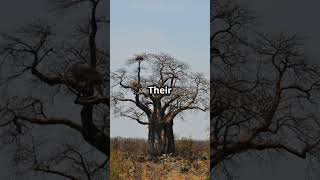 Baobab Tree natures silent guardian [upl. by Myrta]