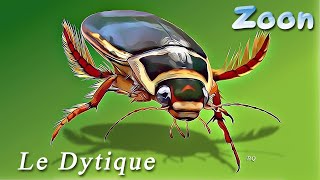 Le Dytique bordé  The great diving beetle [upl. by Wolliw]