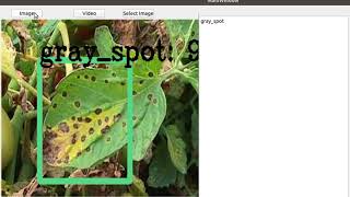 Plant diseases detection based on CNN [upl. by Canfield]