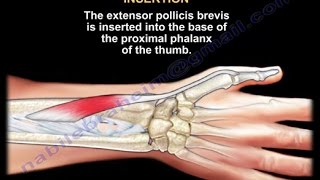 Extensor Pollicis Brevis  Everything You Need To Know  Dr Nabil Ebraheim [upl. by Airun]