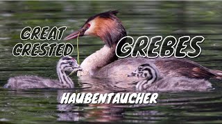 Great Crested Grebe Podiceps cristatus with Chicks  Haubentaucher Dunenküken [upl. by Strong]