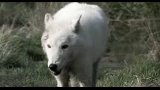 Lobo in Love  Lobo  The Wolf That Changed America  BBC Earth [upl. by Seadon920]