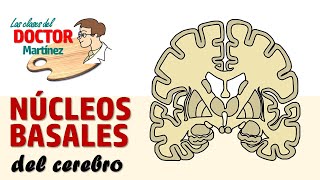 Núcleos basales del cerebro [upl. by Chirlin]