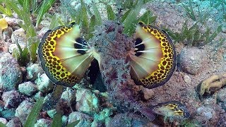 Duiken in Dahab  Diving in Dahab  The Islands and Mashraba [upl. by Barthel982]