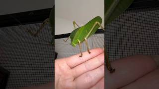 Giant Hooded Katydid Mini ✨LIFECYCLE gianthoodedkatydid giantinsects [upl. by Maer]