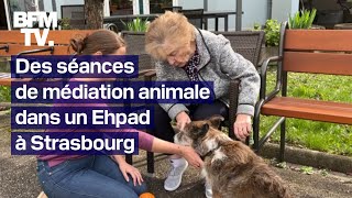 Strasbourg des séances de médiation animale proposées dans un Ehpad [upl. by Ytte]