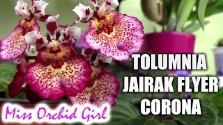 Tolumnia Jairak Flyer Corona Orchid  I am in love [upl. by Dnalloh]